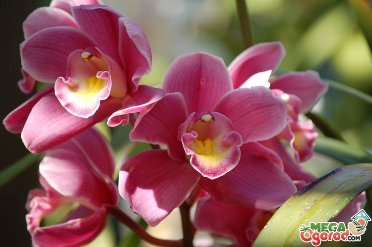 Виды Орхидей С Фото И Названиями Цимбидиум